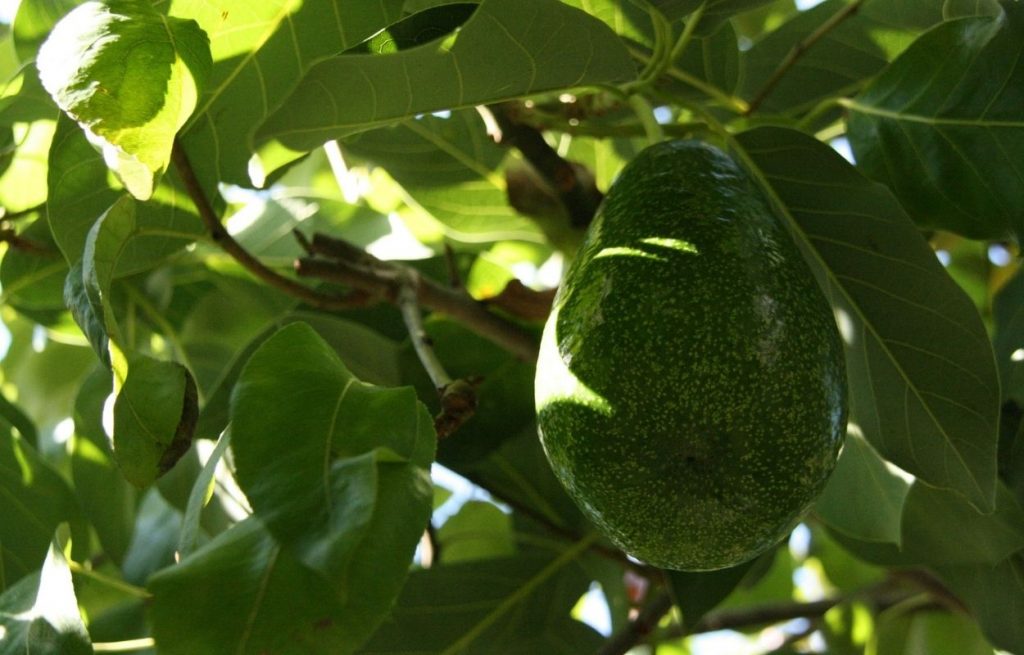 Imagem mostra abacateiro - chá de folha de abacate