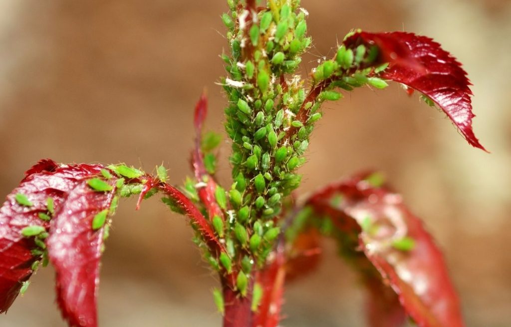 Imagem mostra planta infestada por insetos - como acabar com pulgão