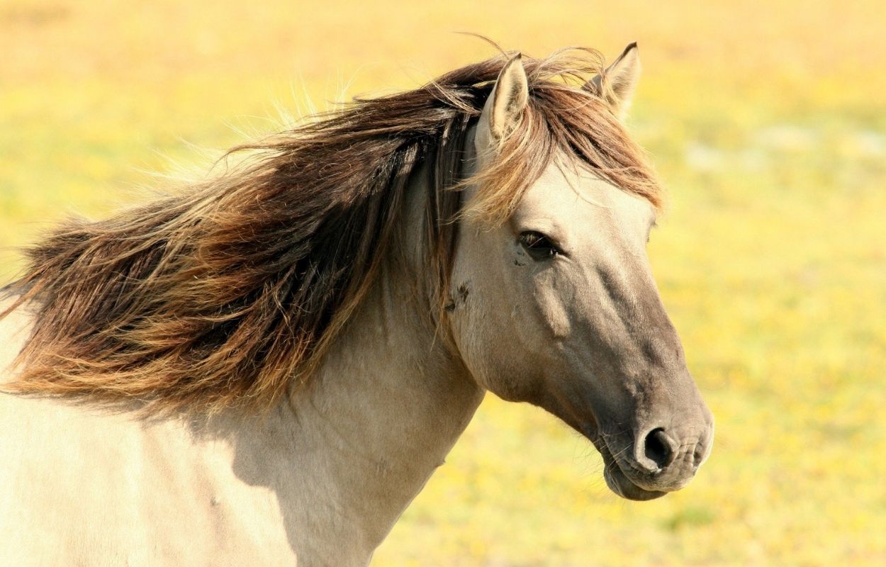 Imagem mostra cavalo - horóscopo chinês