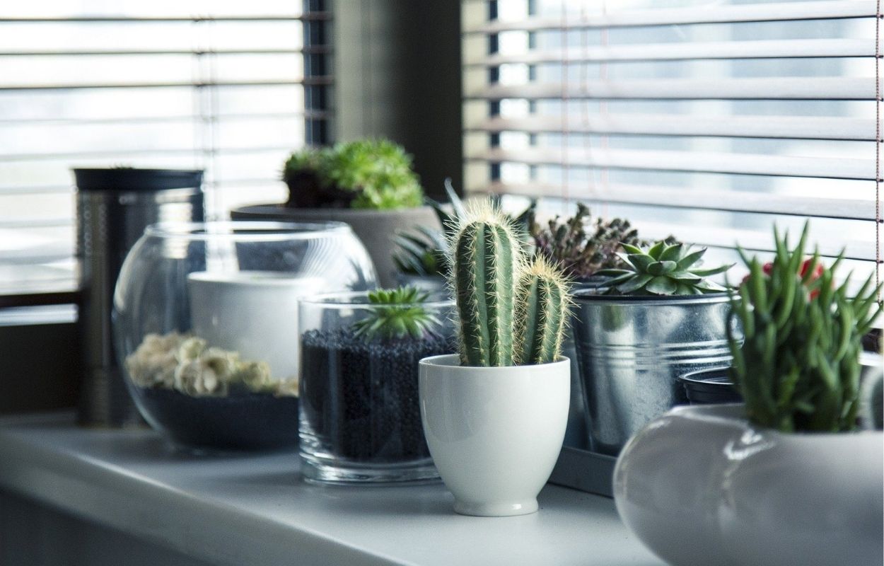 Imagem mostra vasos com suculentas - sonhar com plantas