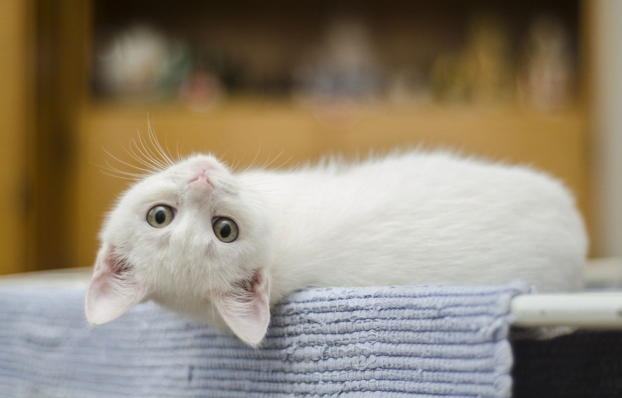 Imagem mostra gato branco