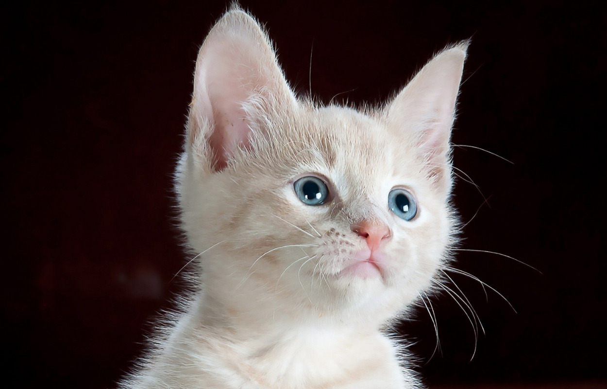 Saiba como escolher nomes para gato branco