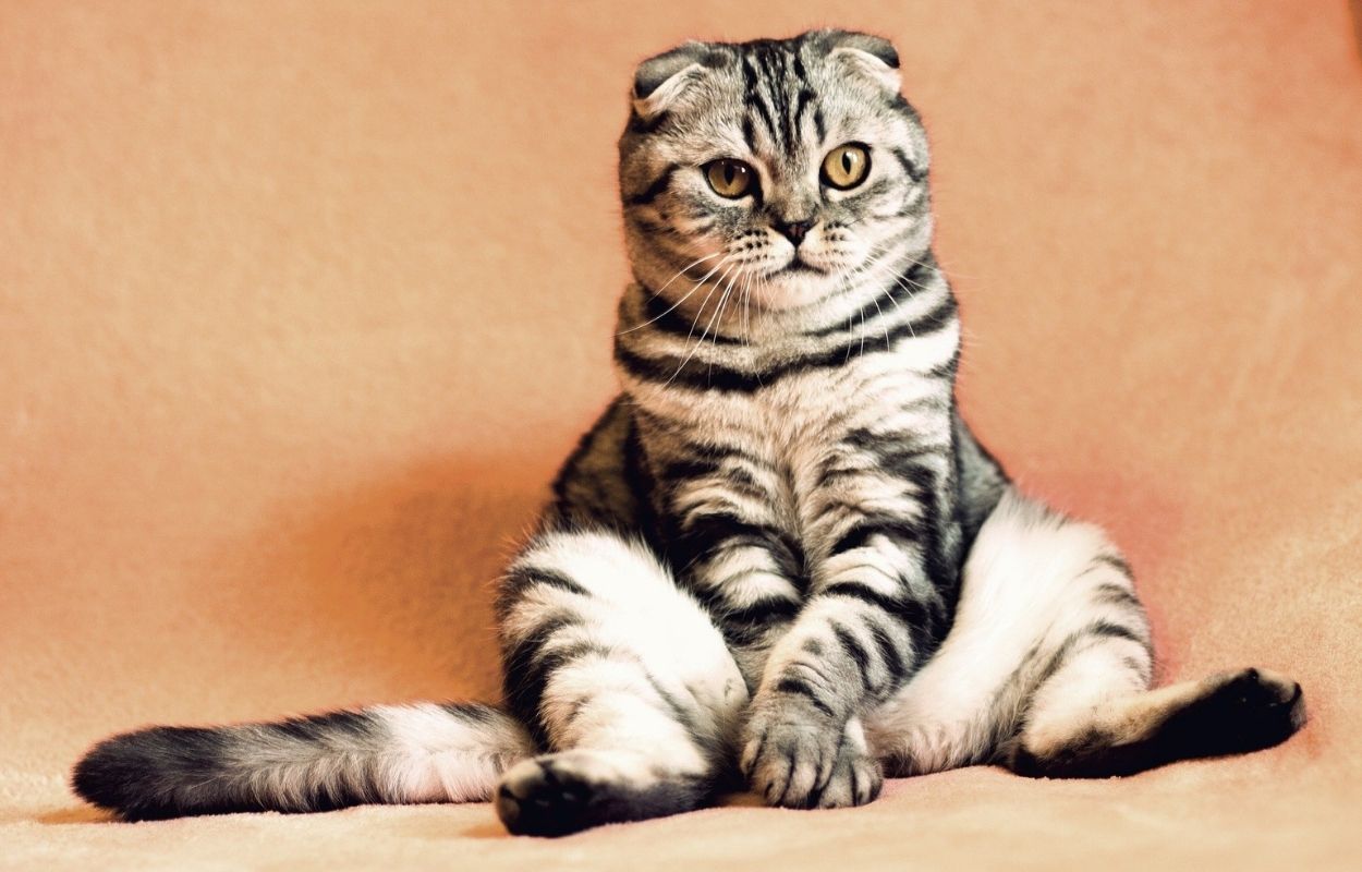 Imagem mostra gato sentado - nomes para gato