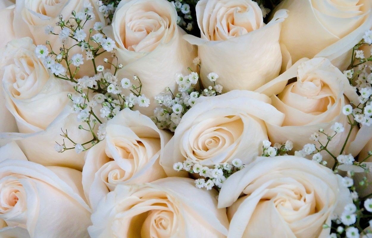 Imagem mostra rosas brancas - banho de rosa branca