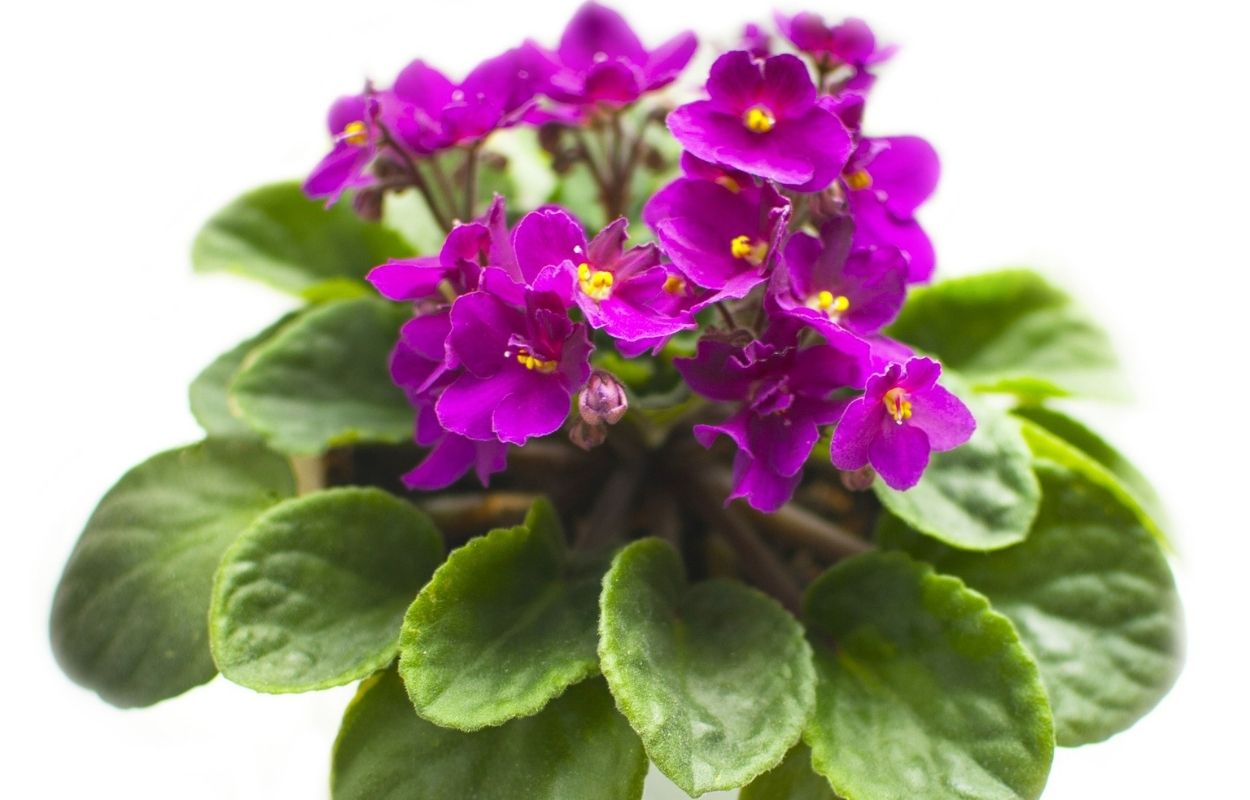 Imagem mostra plantas para banheiro - violeta