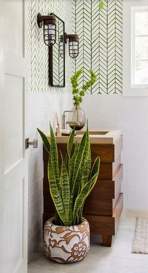 Imagem mostra plantas de banheiro - espada de são jorge