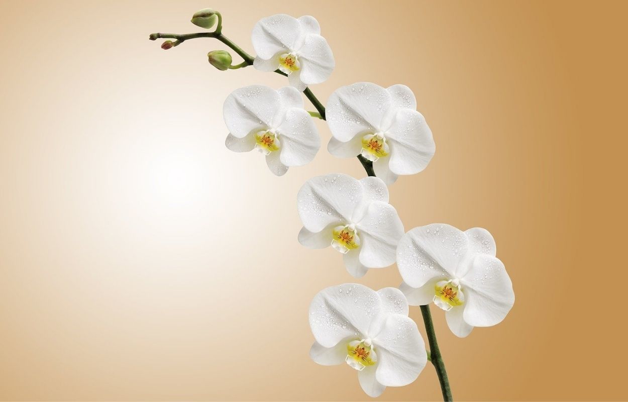 Imagem mostra plantas para banheiro - orquídea
