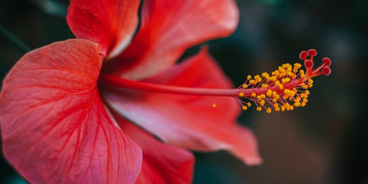 Aprender Sobre Imagem Banho De Hibisco Com Cravo Br Thptnganamst Edu Vn