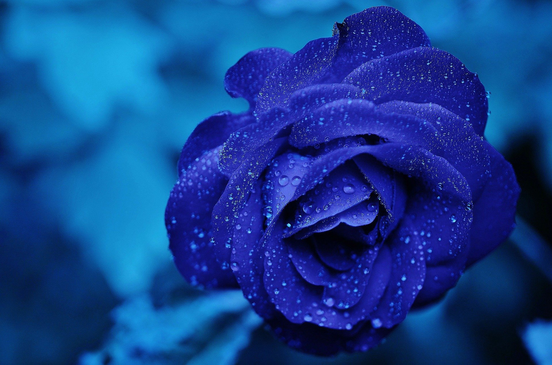 flor de cada signo - rosa azul