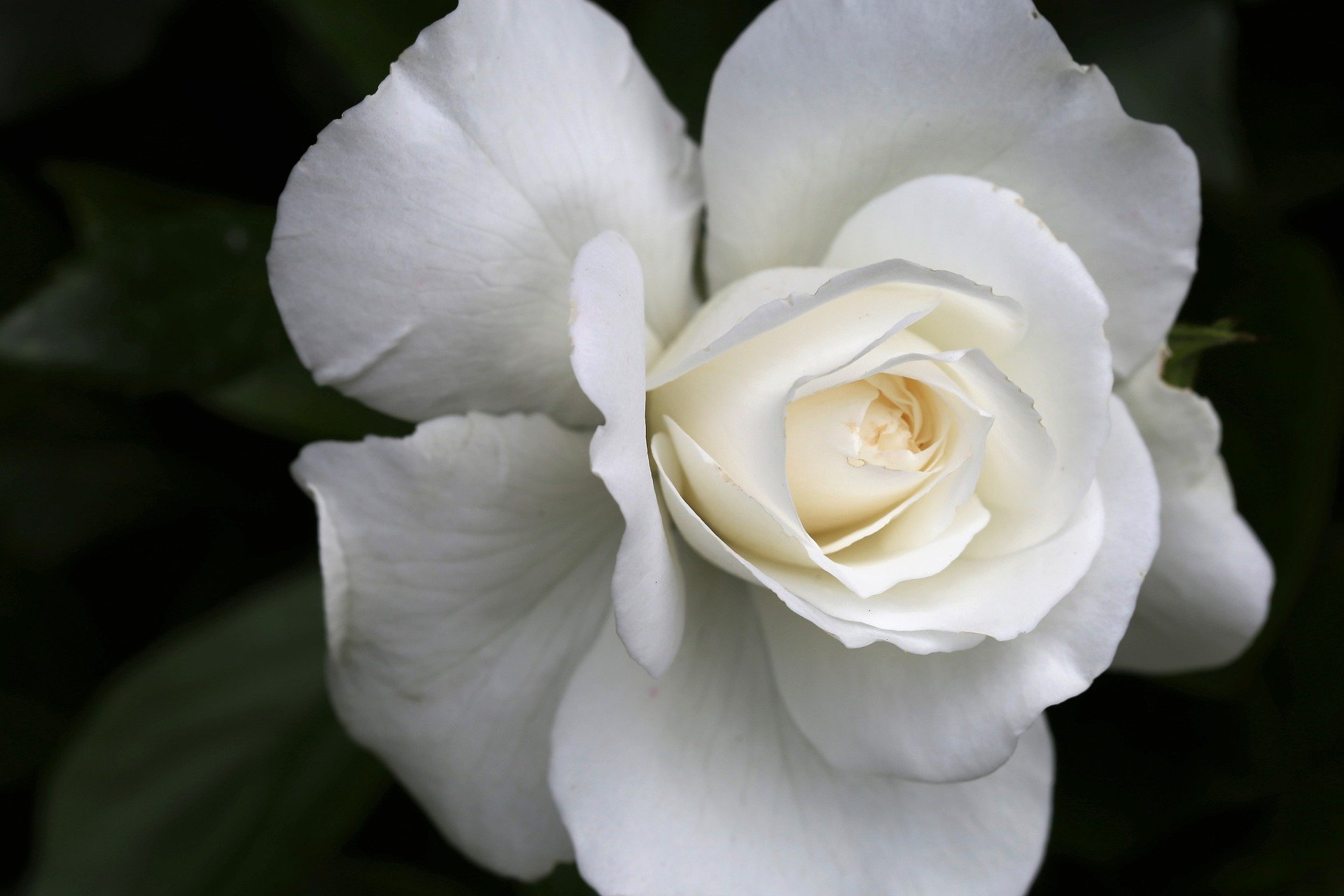 flor de cada signo - rosa branca