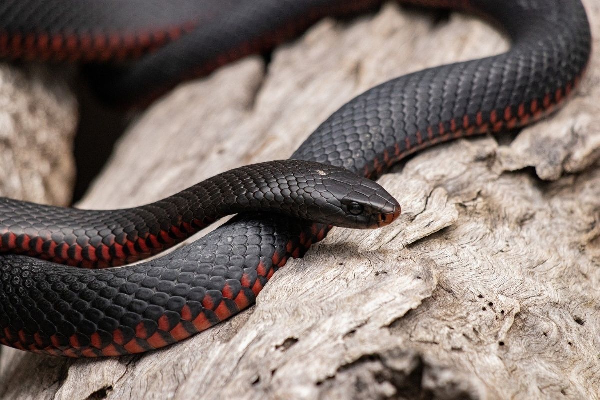 Foto: O que significa sonhar com cobra? Entenda interpretações - Purepeople