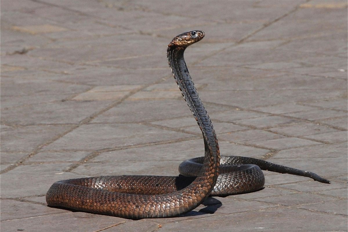 ▷ Sonhar Com Cobra Significa Traição? DESCUBRA AQUI!