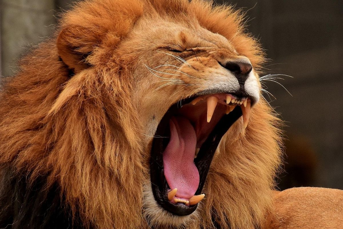 sonhar com leão