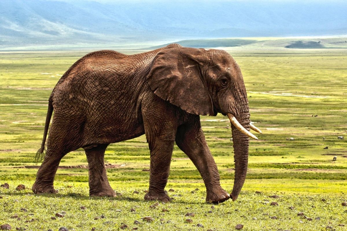 Descubra possíveis significados de sonhar com elefante