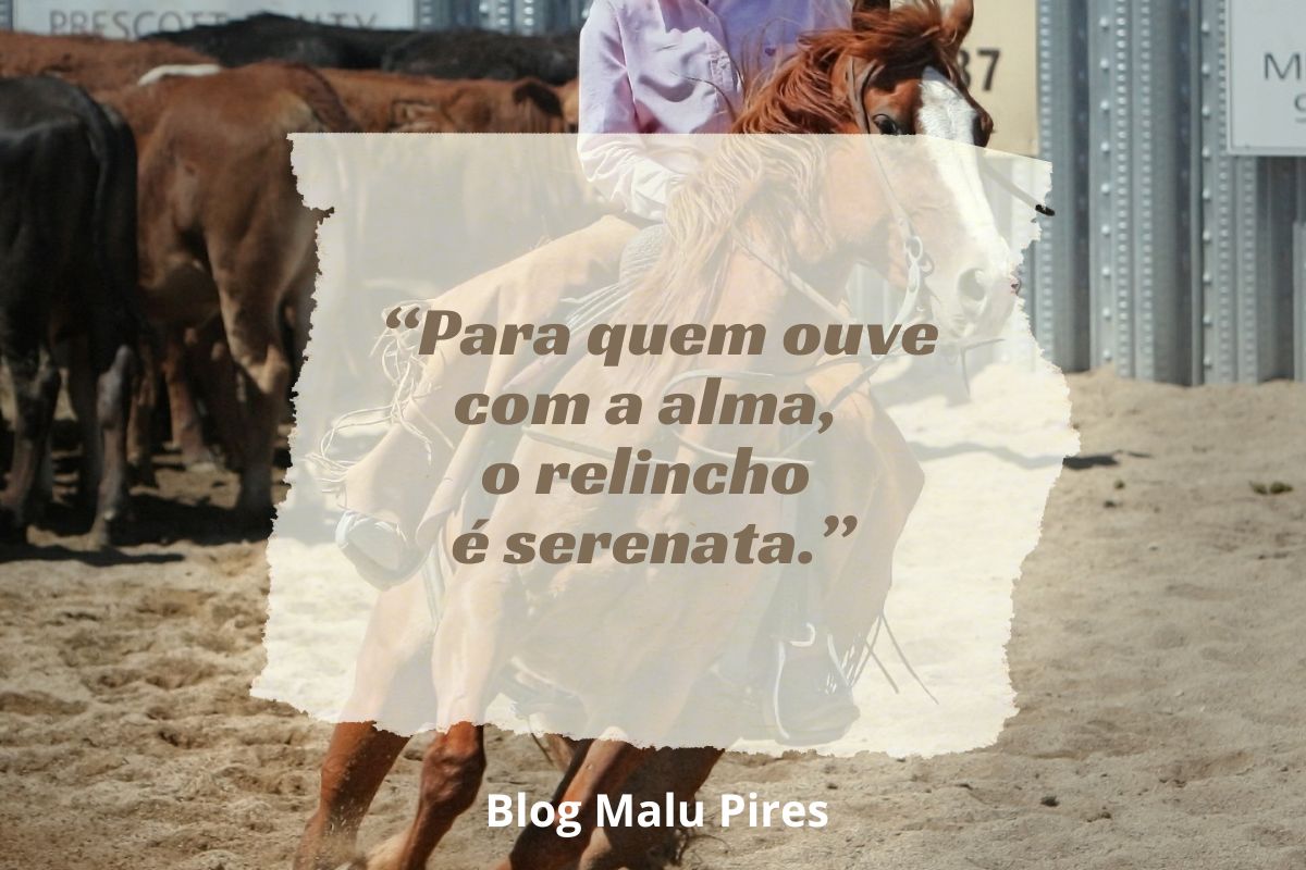 Frases com Cavalos